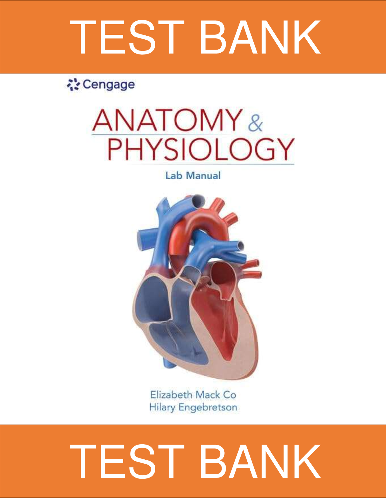 Test Bank for Anatomy and Physiology, 1st Edition Elizabeth Co, Hilary Engebretson | All Chapters