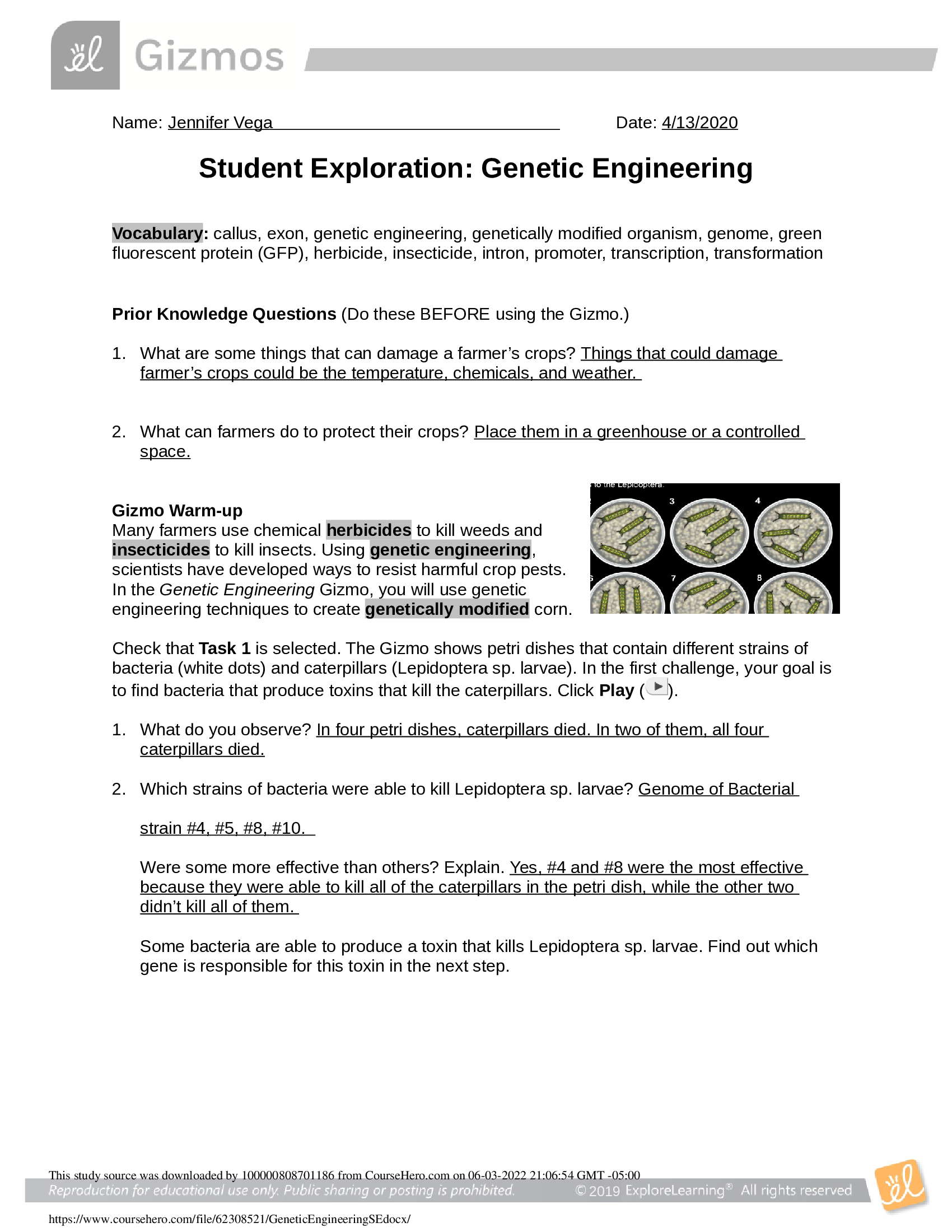 GIZMOs, Genetic Engineering - Answer key (TOP RATED) 2022