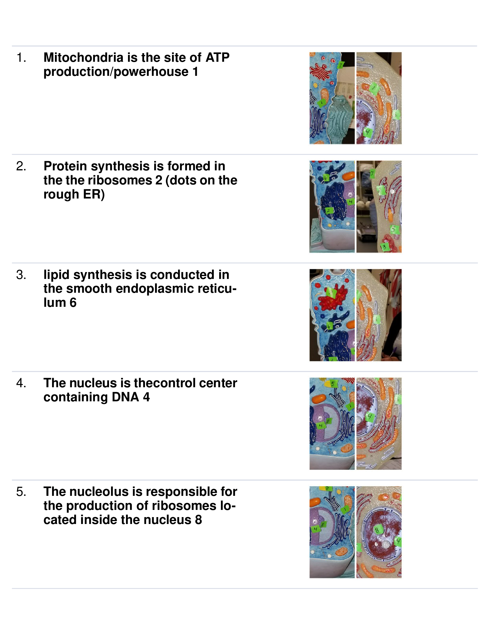 Hondros Bio 253 Practical 1 Exam Questions and answers