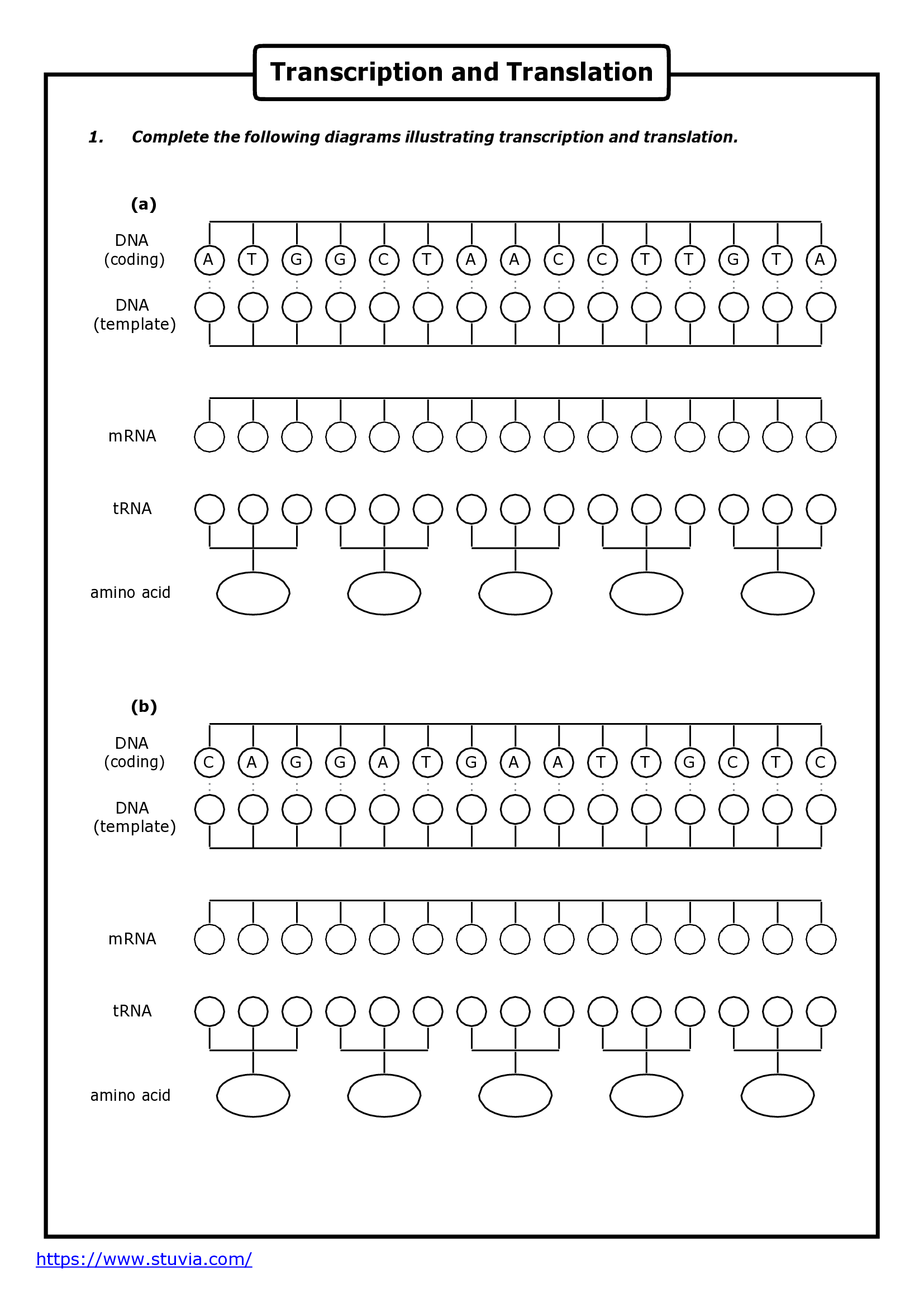 BISC 101 Transcription and Translation - Worksheet - Student