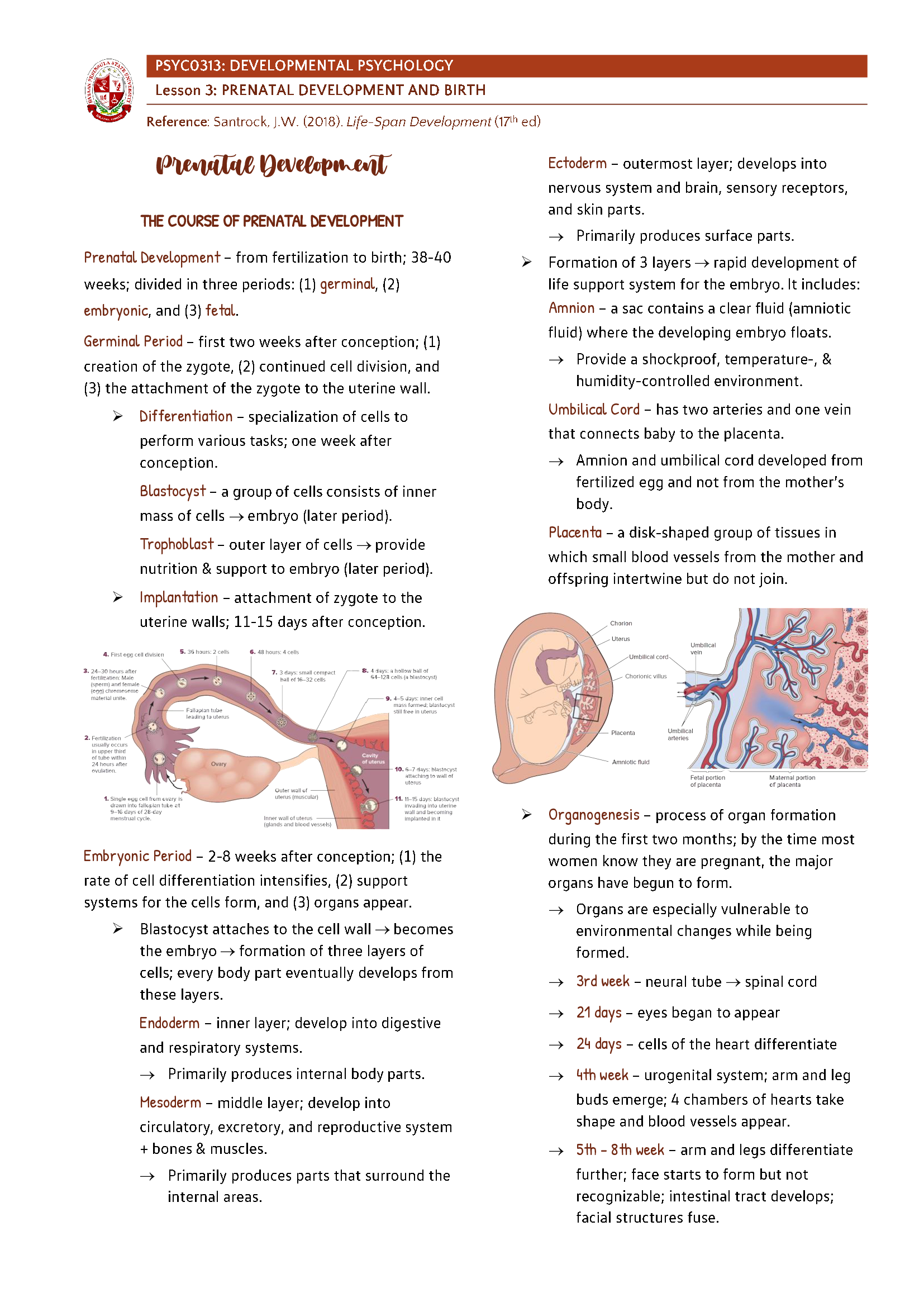 Developmental Psychology - Prenatal Development and Birth